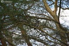 IMG 7986-Kenya, owl seen in Kimana Reserve IMG 7986-Kenya, owl seen in Kimana Reserve